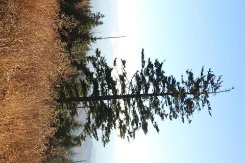 Pine Trees Stock Photos