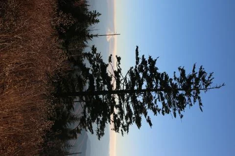 Pine Trees Stock Photos