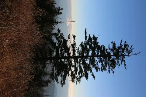 Pine Trees Stock Photos