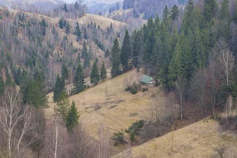 Pine trees 스톡 사진