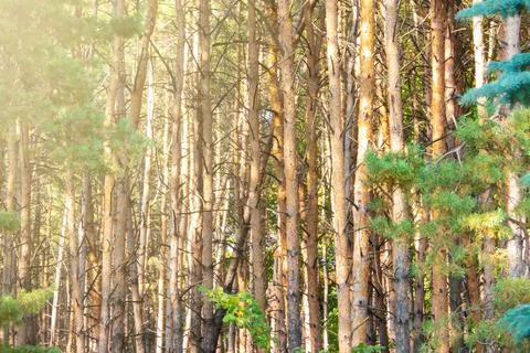 Pine trees Stock Photos