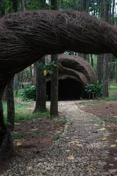 Pine trees Stock Photos