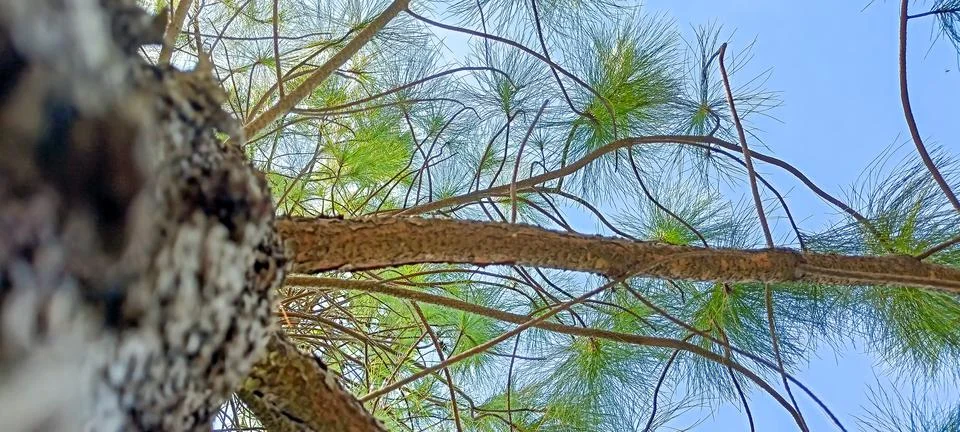 Pine trees Stock Photos