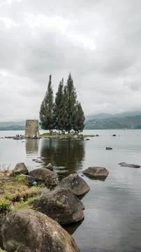 Pine trees Foto stock