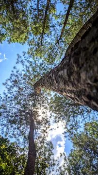Pine trees Stock Photos
