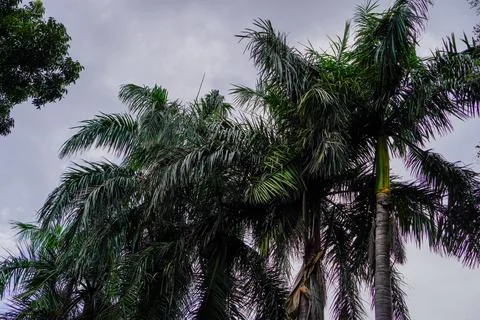 Pine trees Stock Photos