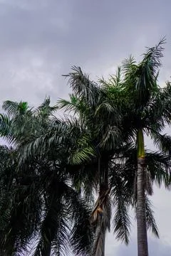 Pine trees Stock Photos