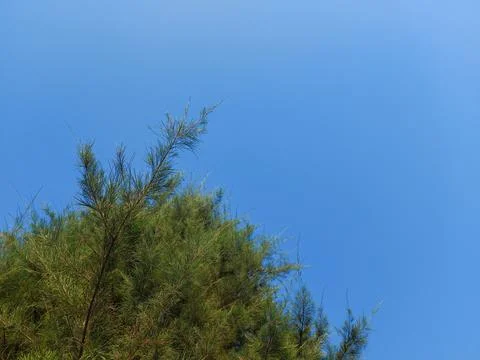 Pine Trees Stock Photos