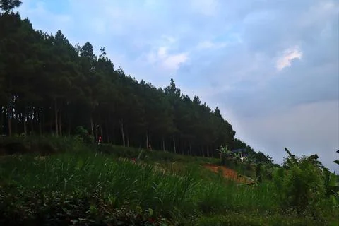 Pine trees Foto stock
