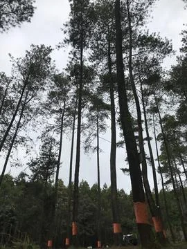 Pine Trees Stock Photos