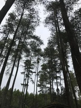 Pine Trees Stock Photos