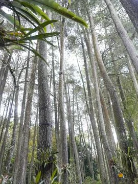 Pine trees Stock Photos