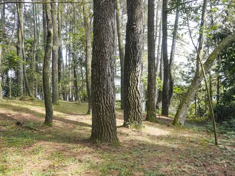 Pine trees Stock Photos