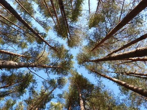 Pine Trees Stock Photos