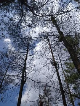 Pine trees Stock Photos