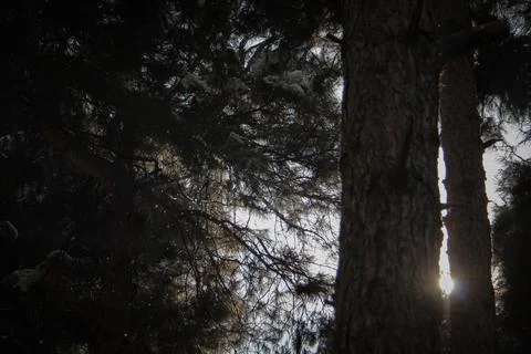 Pine Trees Stock Photos