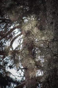 Pine Trees Stock Photos