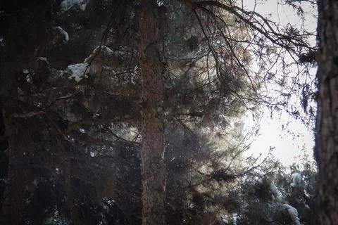 Pine Trees Stock Photos