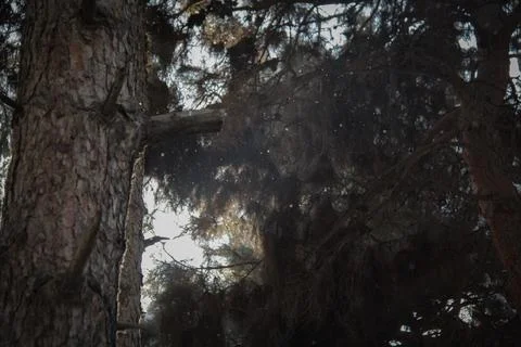 Pine Trees Stock Photos