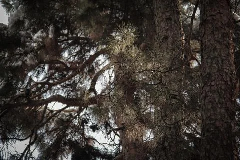 Pine Trees Stock Photos
