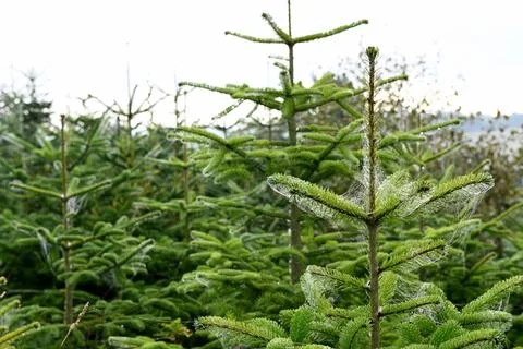 Pine trees Foto stock