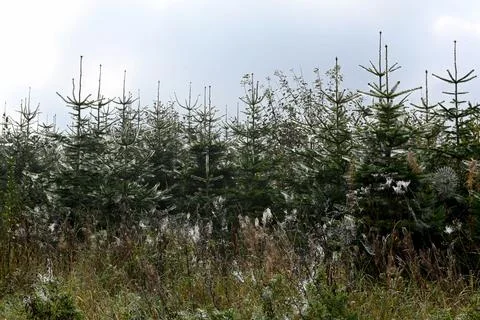 Pine trees Foto stock
