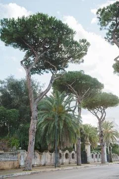 Pine trees Stock Photos