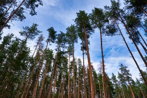 Pine trees in a pine forest Stock Photos