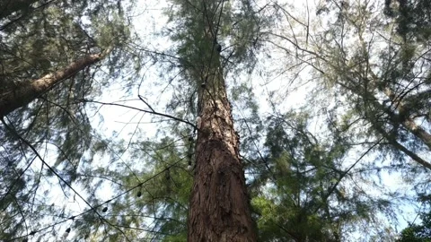 The Pine trees at the Pine Forest walk through winter of Thailand Stock Footage 145922632