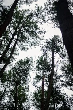 Pine trees in a pine garden 写真素材