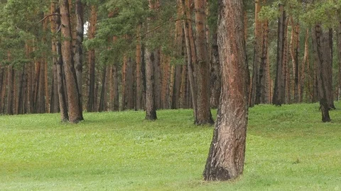 Pine trees. Pinery Stock Footage 115333357