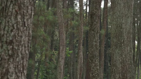 Pine Trees Pinus merkusii at Forest Park in Bandung West Java Indonesia Stock Footage 201645260