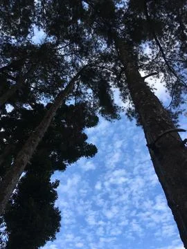 Pine trees potrait view and blue sky Stock Photos