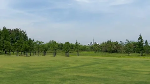 Pine trees in the public park with green grass field and blue sky Stock Footage 324749018