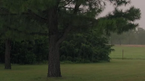 Pine Trees Rain Farm Stock Footage 301347998
