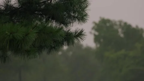 Pine Trees Rain Stock Footage 301348023