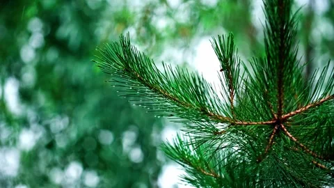 Pine trees in the rain - water droplets splash everywhere Видео 257861842