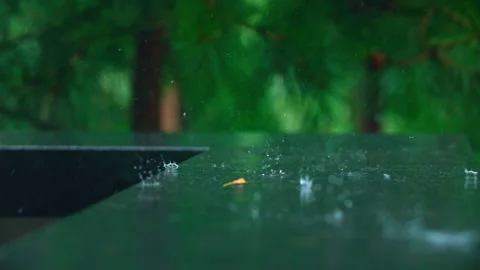 Pine trees in the rain - water droplets Stock Footage 257861846