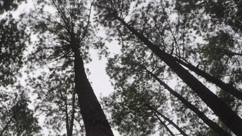 Pine Trees In Rainforest Thailand Video stock 94356438