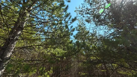 Pine trees reach toward bright blue skies. Balkan, Eastern Europe, POV Vídeos de archivo 331782219