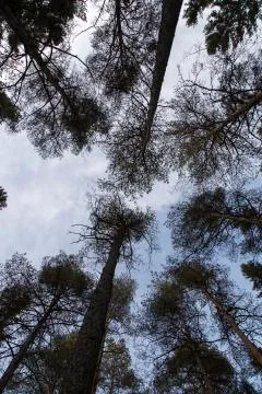 Pine Trees Reaching for the Sky Stock Photos