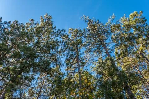 Pine trees reaching for the sky Stock Photos