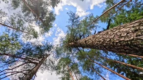 Pine trees reaching toward blue sky with moving clouds Stock Footage 319863636