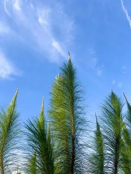 Pine Trees Reaching Towards the Sky 스톡 사진