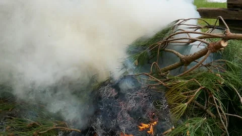 Pine trees recently cut bonefire. Outdoor firewood. Smoke Stock Footage 152104743