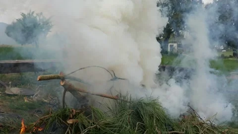 Pine trees recently cut bonefire. Outdoor firewood. White smoke Stock Footage 152104745