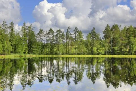 Pine trees reflected on the calm surface of Lake Sorvasto on beautiful Midsummer Stock Photos