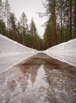 Pine trees reflection in forest road with snow Stock-Fotos