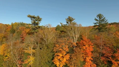 Pine trees remain green and pierce thru otherwise deciduous fall forest Stock Footage 119204790