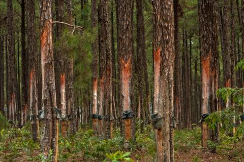 Pine trees with resin extraction in progress Foto stock